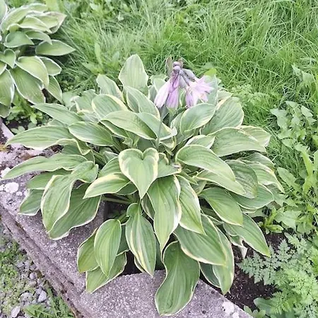 Apartman With Free Sauna And Northern Light